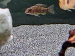 Aulonocara baenschi benga cichliden malawi hobbykweek, Vis, Zoetwatervis