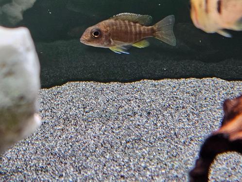 Aulonocara baenschi benga cichliden malawi hobbykweek, Dieren en Toebehoren, Vissen | Aquariumvissen, Zoetwatervis, Vis