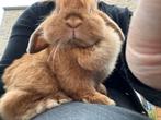 Minilop voedster, Dieren en Toebehoren