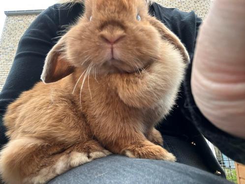 Minilop voedster, Dieren en Toebehoren, Knaagdieren