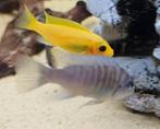 Maylandia Estherae minos reef malawi cichliden hobbykweek, Dieren en Toebehoren, Vissen | Aquariumvissen, Vis, Zoetwatervis