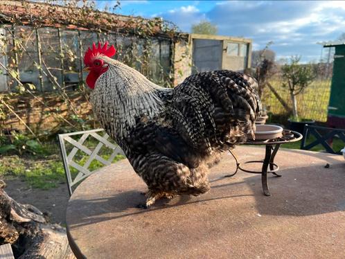 Mooi gespikkeld Cochin kriel haantje, Dieren en Toebehoren, Pluimvee