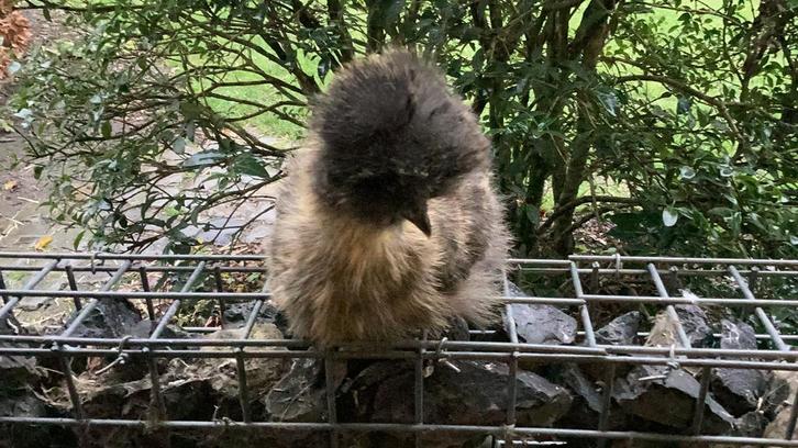 Usa zijdehoenders, Dieren en Toebehoren, Pluimvee, Kip, Vrouwelijk