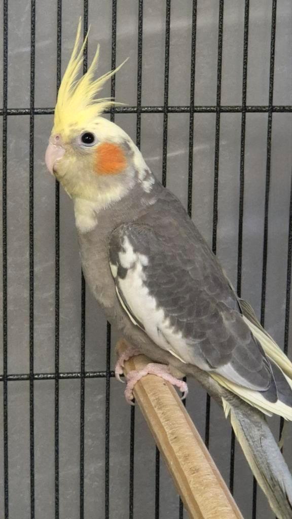 Mooie jonge valkparkieten mannen vaste pootring en DNA, Dieren en Toebehoren, Vogels | Parkieten en Papegaaien