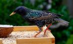 Europese spreeuw, Dieren en Toebehoren, Mannelijk, Wildzangvogel, Geringd