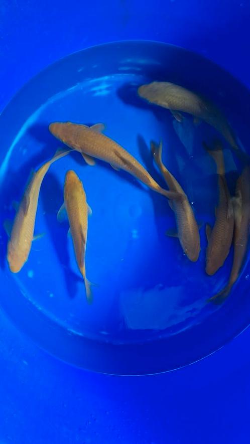 De tam makers van de vijver chagoi van marusei, Dieren en Toebehoren, Vissen | Vijvervissen, Karper of Koi
