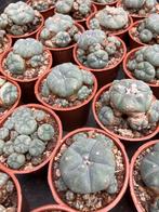 Lophophora williamsii caespitosa, 5+ cm planten. 17,50 euro, Tuin en Terras, Planten | Tuinplanten, Ophalen of Verzenden