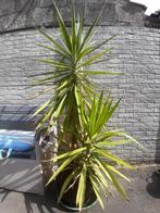 Kamerplant Yucca, Ophalen, Yucca