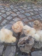 Zijdehoenders kuikens, verschillende leeftijden en kleuren, Dieren en Toebehoren, Geslacht onbekend, Kip