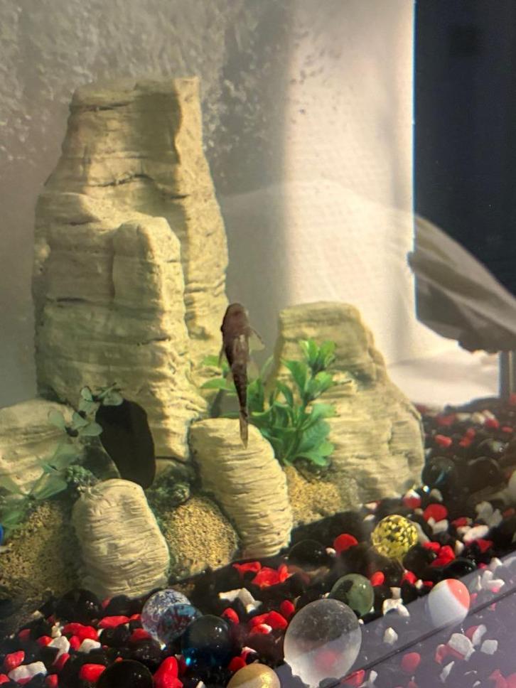 Baby Ruitenkuisers (Pleco Ancistrus), Dieren en Toebehoren, Vissen | Aquariumvissen, Zoetwatervis, Vis