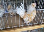 koppel Antwerpse baardkrielen, Dieren en Toebehoren, Pluimvee, Meerdere dieren, Kip