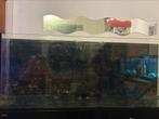 Aquarium 525l marin, Dieren en Toebehoren, Vissen | Aquariumvissen