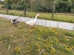 Koppel krulveerganzen, Dieren en Toebehoren, Meerdere dieren, Gans of Zwaan