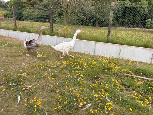 Koppel krulveerganzen, Dieren en Toebehoren, Pluimvee, Gans of Zwaan, Meerdere dieren