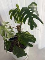 Grote kamerplant monstera deliciosa, Huis en Inrichting, Ophalen