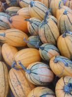 Spaghettipompoenen en diverse pompoenen, Enlèvement