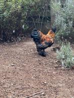 Usa zijdehoen haan, Dieren en Toebehoren, Pluimvee, Mannelijk, Kip