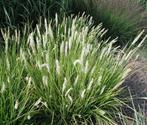 SESLERIA siergras voor tuin en plantenbakken, Ophalen