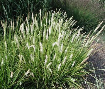 SESLERIA siergras voor tuin en plantenbakken beschikbaar voor biedingen