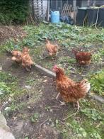 Legkippen, Dieren en Toebehoren, Pluimvee