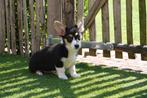 Welsh corgi cardigan pups, België, Overige rassen, CDV (hondenziekte), 8 tot 15 weken
