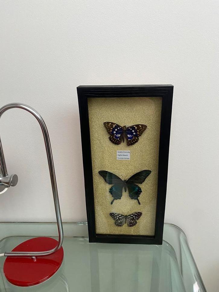 Exclusieve vitrine taxidermie van opgezette vlinders, Antiek en Kunst, Curiosa en Brocante, Ophalen of Verzenden