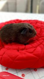 Gladhaar cavia zeugje agouti Engels gekruind., Juni, Vrouwelijk, Cavia