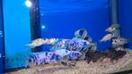 Malawi Sciaenochromis fryeri ob