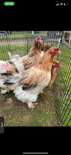 Poules Brahma, Animaux & Accessoires, Volatiles