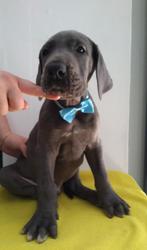 Duitse Dog pups, Dieren en Toebehoren, Honden | Bulldogs, Pinschers en Molossers, België, Fokker | Hobbymatig, Overige rassen