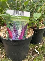 vlinderstruik Buddleja Davidii, Tuin en Terras, Planten | Tuinplanten, Ophalen, Vaste plant