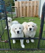 Prachtige golden retriever pups, Dieren en Toebehoren, Honden | Retrievers, Spaniëls en Waterhonden, Golden retriever, België