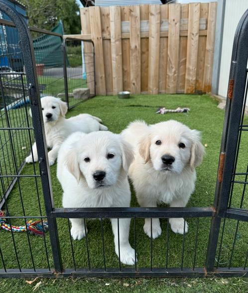 Prachtige golden retriever pups, Dieren en Toebehoren, Honden | Retrievers, Spaniëls en Waterhonden, Meerdere dieren, Golden retriever
