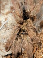Psalmopoeus pulcher vrouwtje 3,5-4cm lichamlengte, Dieren en Toebehoren, Insecten en Spinnen