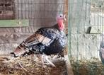 Ronquiere kalkoenen, Dieren en Toebehoren, Meerdere dieren
