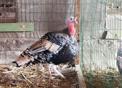 Ronquiere kalkoenen, Dieren en Toebehoren, Vogels | Overige Vogels, Meerdere dieren