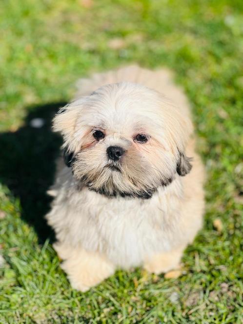 Belgische Lhasa-apso puberpups te koop, Dieren en Toebehoren, Honden | Chihuahua's en Gezelschapshonden, Meerdere dieren, Overige rassen