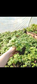 geranium macrorrhizum, Tuin en Terras, Ophalen