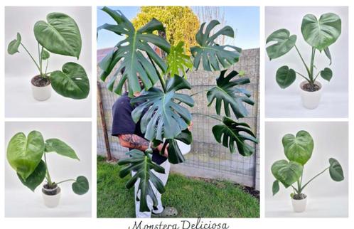 Meerdere Monstera Deliciosa Planten te koop, Huis en Inrichting, Kamerplanten, Overige soorten, Groene kamerplant, Ophalen of Verzenden