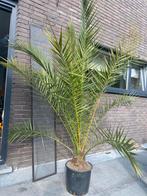 Dadelpalm 1m70, Ophalen, Palmboom, 100 tot 250 cm