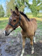 Hengstje te koop, Niet van toepassing, 0 tot 2 jaar, Hengst, Ontwormd