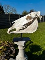 Schedel op statief paard kompleet, Antiek en Kunst, Ophalen
