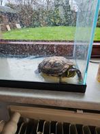 Schildpad prijs  20, Animaux & Accessoires, Reptiles & Amphibiens