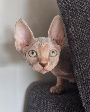 chaton Sphynx femelle disponible aux enchères