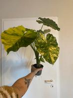 Alocasia gageana aurea variegata, Huis en Inrichting, Kamerplanten, Ophalen, Overige soorten, Minder dan 100 cm, Volle zon