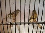 mooi koppel kanaries, Animaux & Accessoires, Oiseaux | Canaris