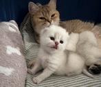Brits korthaar kittens ️️️, Dieren en Toebehoren, Kater, Gechipt, 0 tot 2 jaar