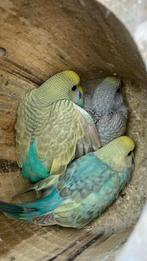 Grasparkieten regenboog grasparkieten, Dieren en Toebehoren, Vogels | Parkieten en Papegaaien
