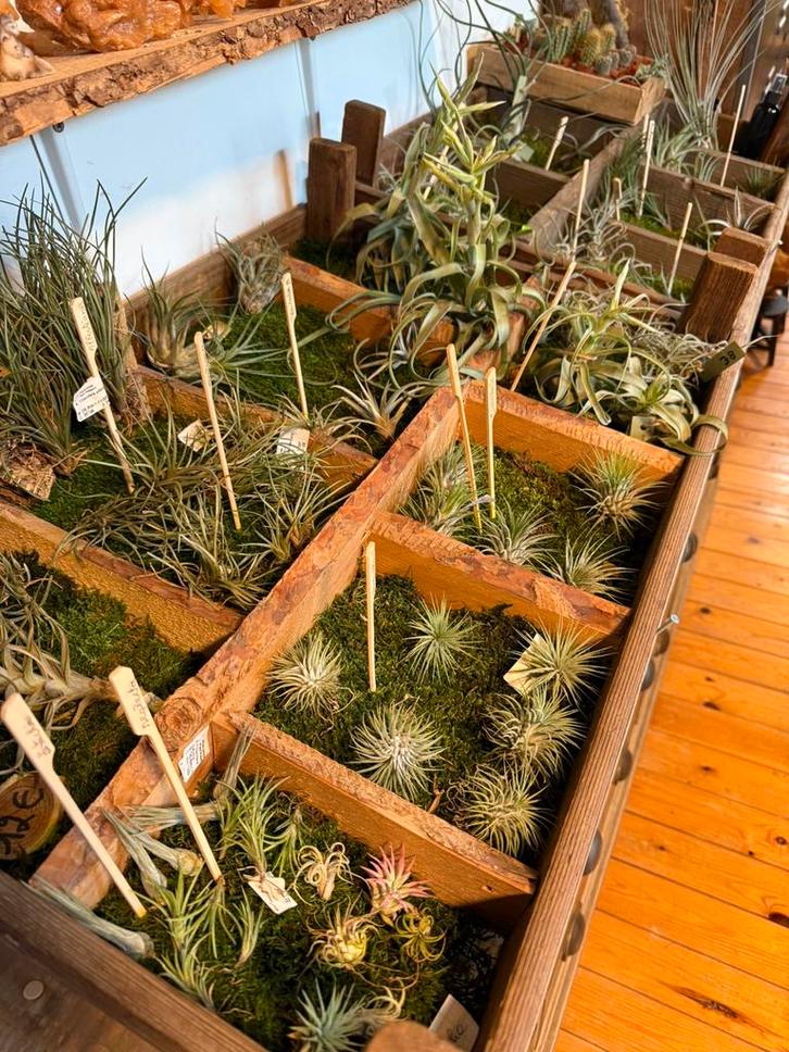 Mooie Tillandsia - Luchtplantjes te koop - diverse soorten, Huis en Inrichting, Kamerplanten, Overige soorten, Minder dan 100 cm