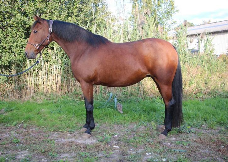 Recreatie merrie, Dieren en Toebehoren, Paarden, Merrie, Zadelmak, 160 tot 165 cm, 7 tot 10 jaar, Recreatiepaard